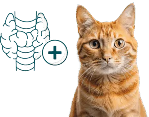 chat et thyro&iuml;de