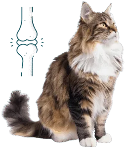 Chat arthrose