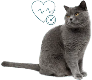 Chat gris hypertension art&eacute;rielle