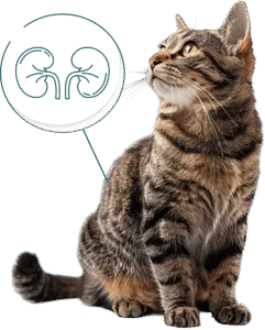 Chat et les probl&egrave;me de reins
