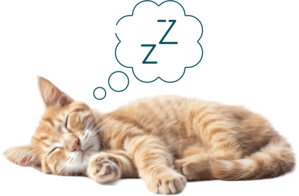 Mesurer la fréquence respiratoire du chat