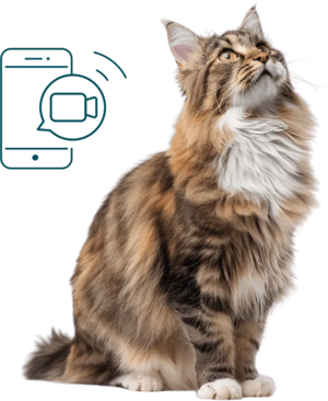surveiller chat senior atteint d'arthrose