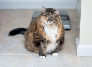 Chat angora en surpoid