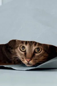 Chat-qui-se-cache-200x300.jpg