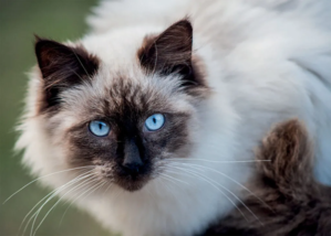 Chat Birman