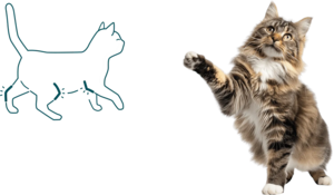 chat senior atteint d'arthrose