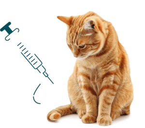 surveiller chat senior atteint d'hyperthyroidie