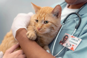 chat roux dans les bras du vétérinaire