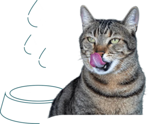 chat âgé qui boit dans sa gamelle
