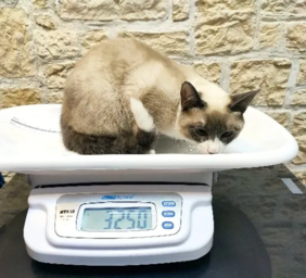 photo-2-nutrition
