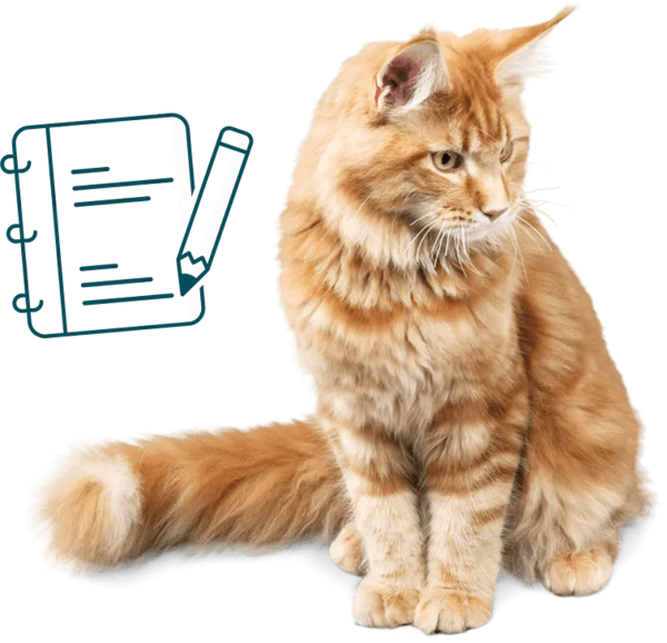 Red Cat Top Banner