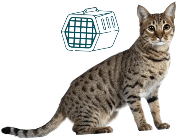 Chat et cages de transport