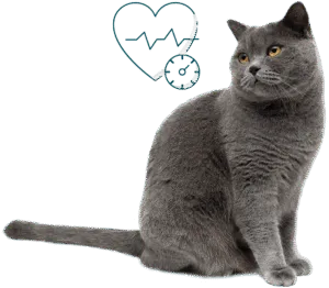Chat gris hypertension art&eacute;rielle